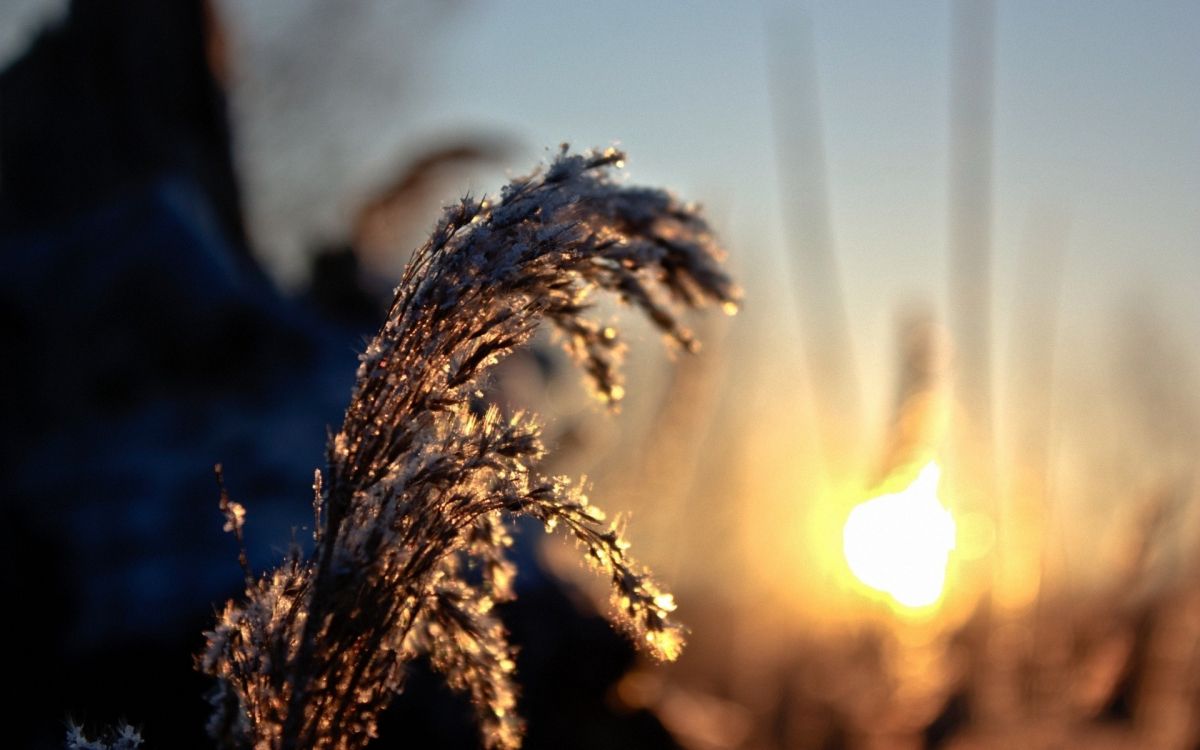 Обои семейство травы, солнечный свет, ветвь, макросъемка, утро в разрешении 1920x1200