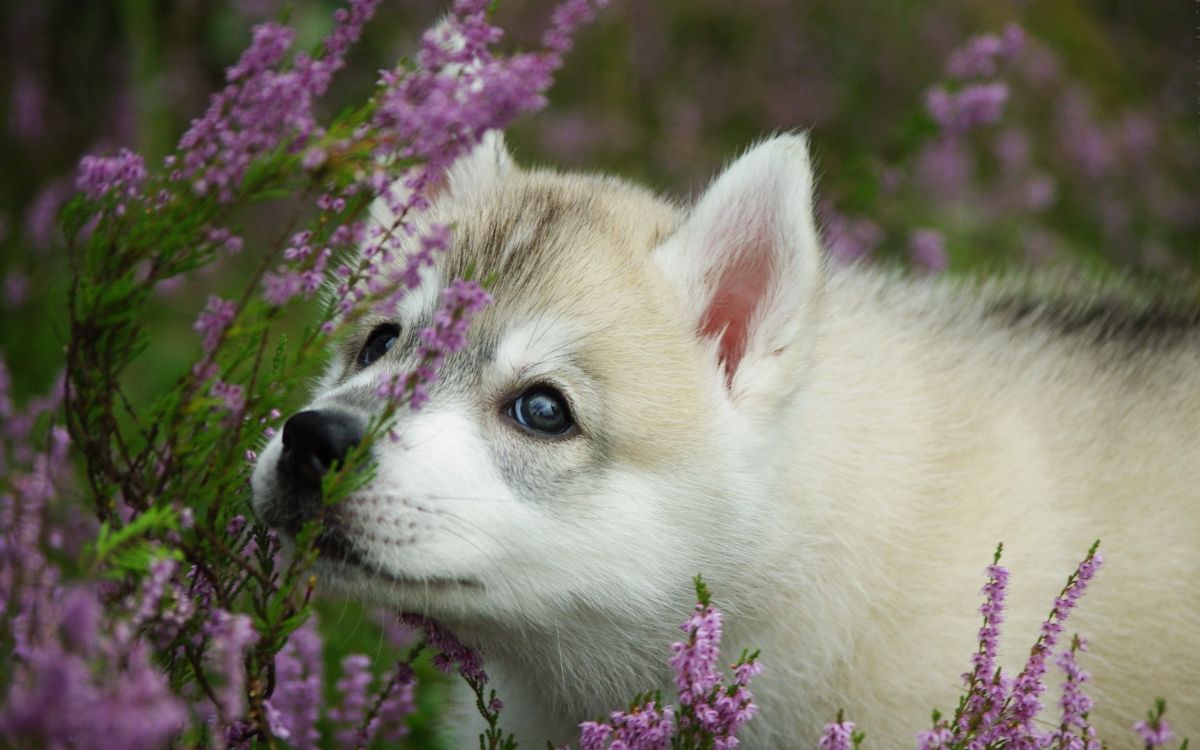 Обои щенок, аляскинский маламут, волчьей собаки сарлоса, собака породы, аляскинский кли Кай в разрешении 2560x1600