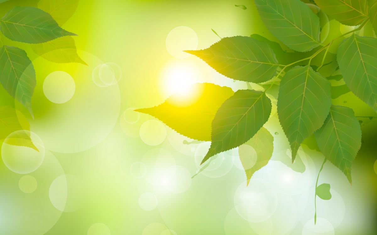 Обои лист, ветвь, свет, зеленый, солнечный свет в разрешении 1920x1200