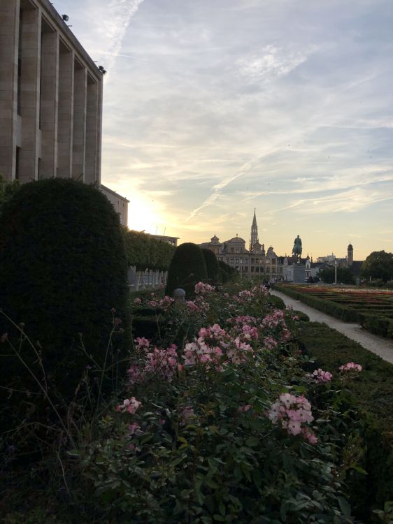 Обои цветок, городской район, сад, сумрак, вечер в разрешении 1536x2048