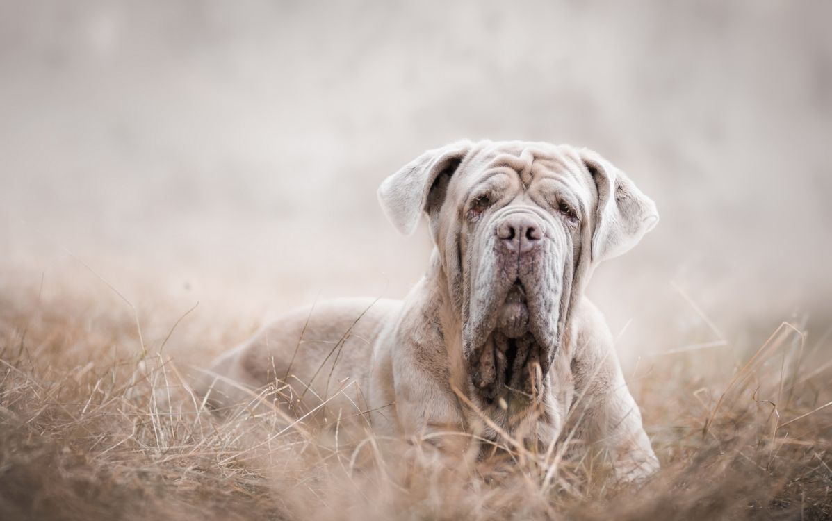 Обои пес, собака породы, морда, порода, собака в разрешении 2560x1604