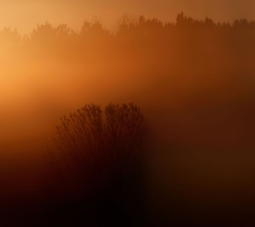 Обои LG, LG X Venture, природа, коричневый цвет, желтый в разрешении 2160x1920