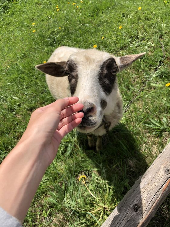 Обои коза, овца, выгон, Люди в природе, Ферма в разрешении 1536x2048