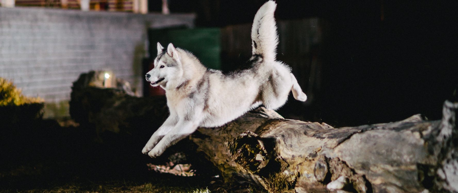 Обои Себирская Хаски, аляскинский маламут, собака породы, хаски, волкодав в разрешении 2560x1080