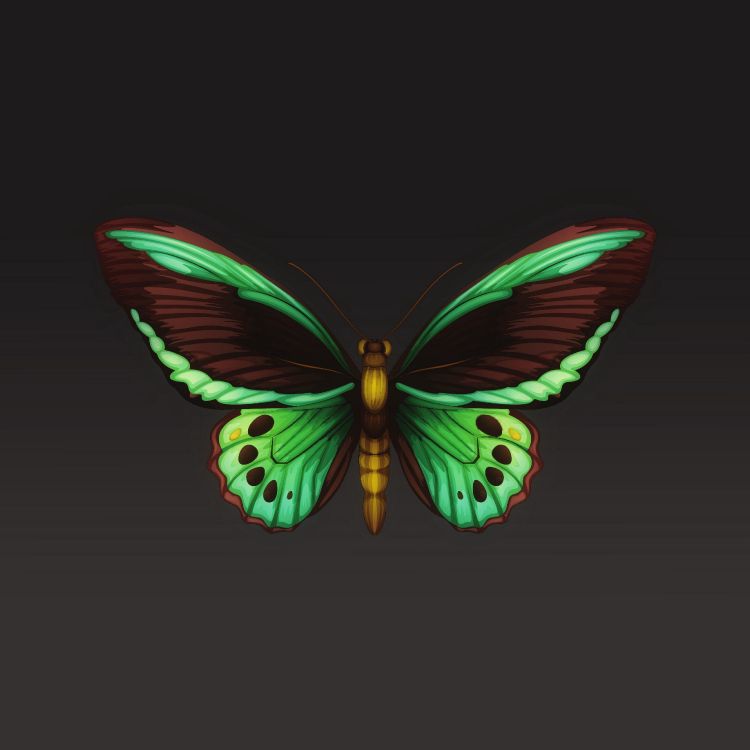 Обои мотылек, мотыльки и бабочки, бабочка, насекомое, беспозвоночных в разрешении 3415x3415