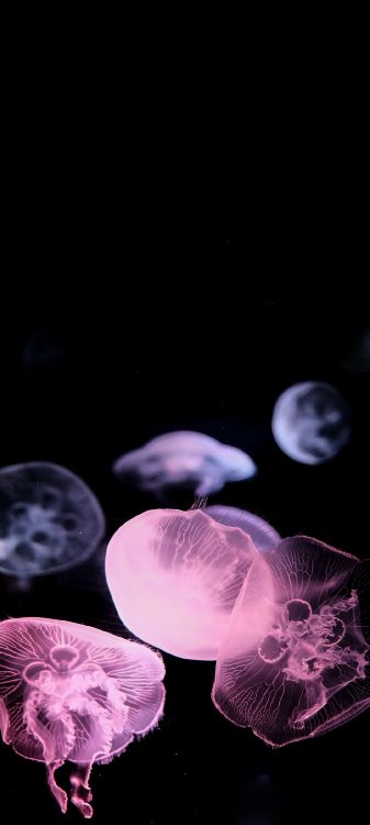 Обои Медуза, Луна желе, медузозоа, голубая медуза, биолюминесценция в разрешении 1080x2400