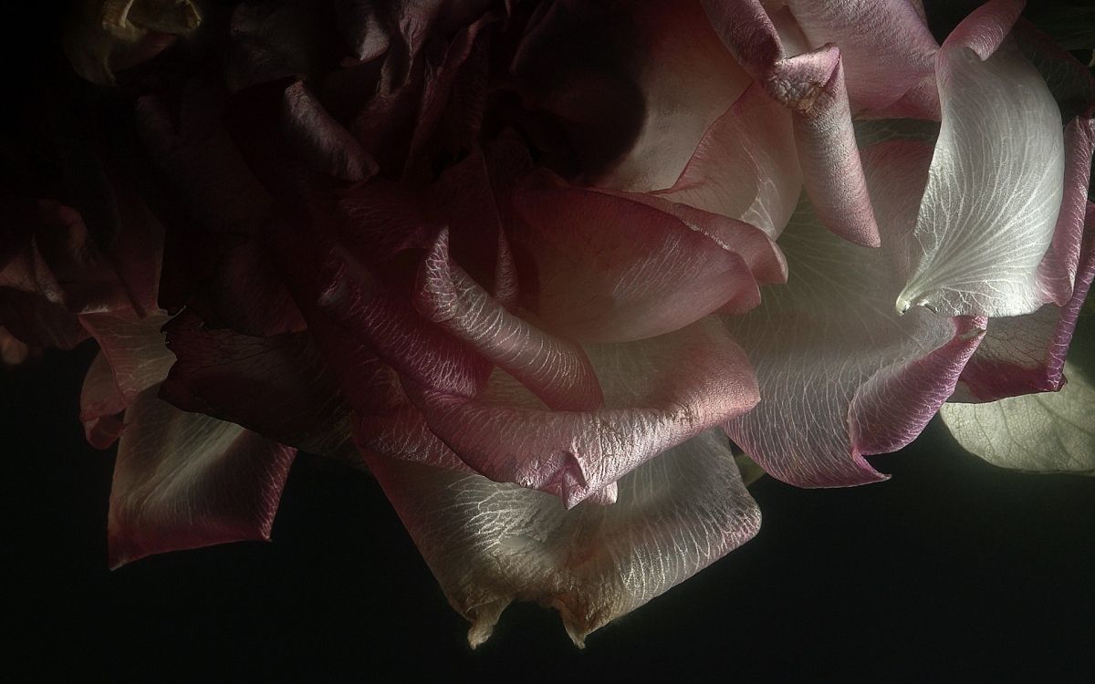 Обои Роза, розовый, лепесток, растение, мизинец в разрешении 1920x1200