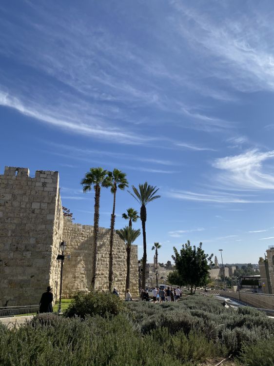 Обои археологический памятник, древняя история, пальмовые рощи, облако, семейство травы в разрешении 1536x2048