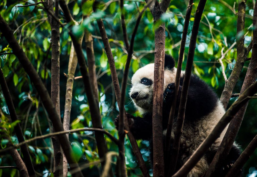 Обои гигантская панда, природный заповедник, джунгли, наземные животные, живая природа в разрешении 5083x3495