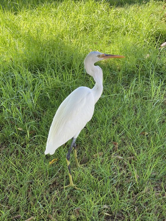 Обои большая белая цапля, аист, наука, биология, окружающая среда в разрешении 1536x2048