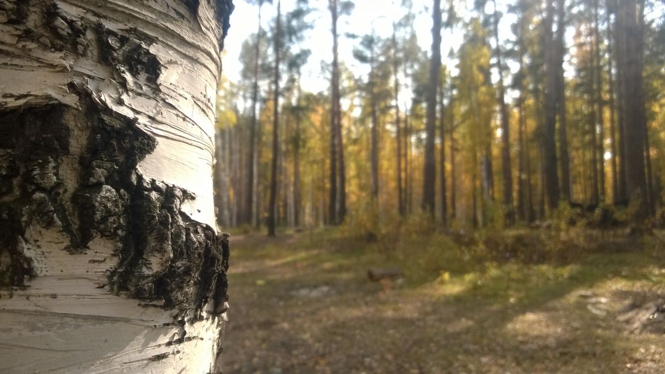 Обои лесистая местность, дерево, лес, старовозрастные леса, путь в разрешении 3552x2000