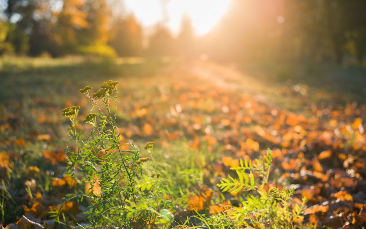 Обои природа, лист, солнечный свет, растительность, утро в разрешении 2560x1600