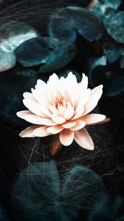 Обои цветок, вода, ботаники, лепесток, водное растение в разрешении 1080x1920