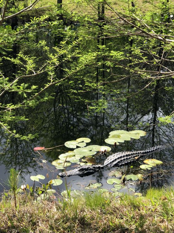 Обои природа, прибрежные зоны, наземное растение, природный заповедник, биом в разрешении 1536x2048