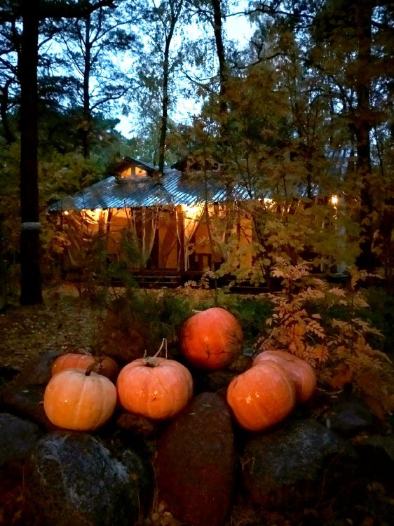 Обои лес, дерево, зимний сквош, кабачок, растение в разрешении 1800x2400