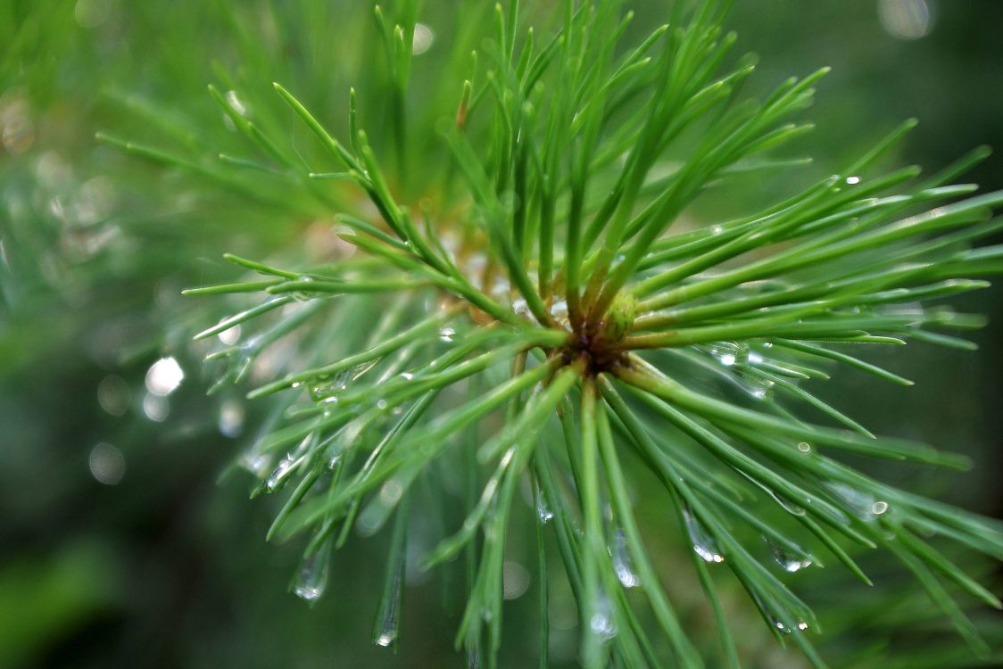 Обои ель, сосна, пихта, дерево, лиственница в разрешении 2500x1667