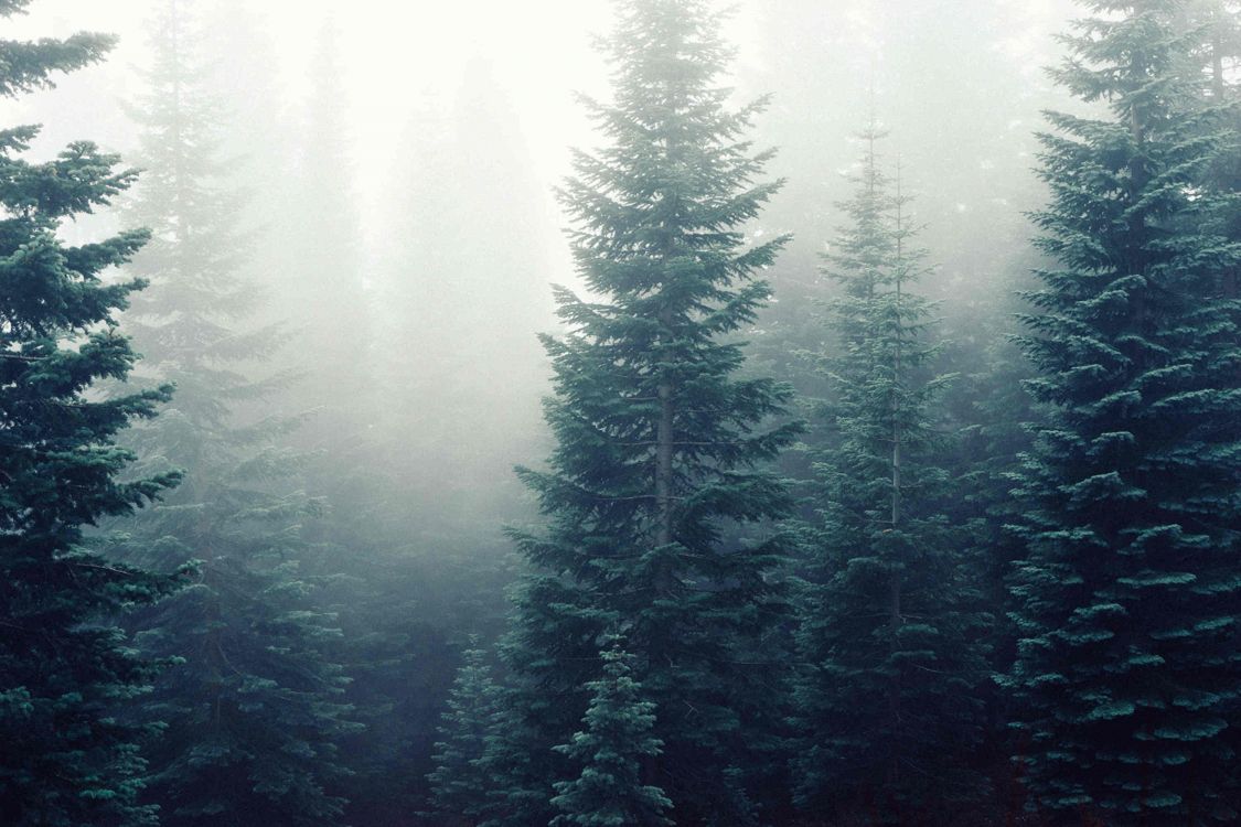 Обои лес, дерево, природа, дымка, туман в разрешении 3000x2000