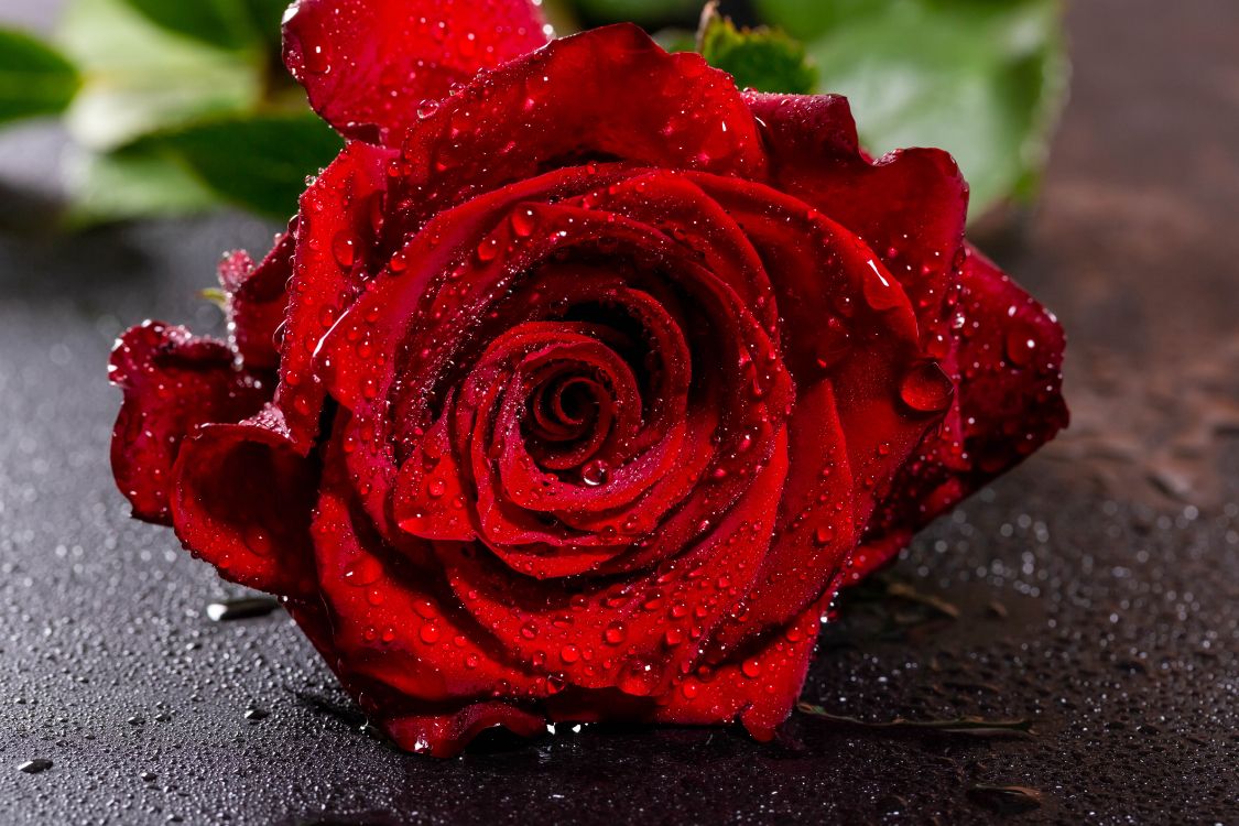 Обои Роза, цветок, красный цвет, сад роз, лепесток в разрешении 5760x3840