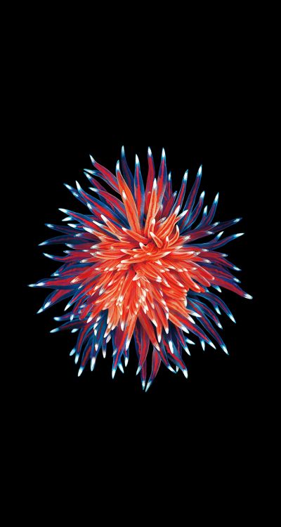 Обои яблоко, смартфон, ios, Кодовым разделением множественного доступа, 64 гб в разрешении 744x1392