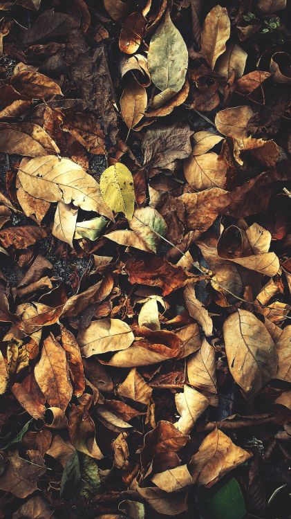 Обои лист, натюрморт, биология, наука, коричневый цвет в разрешении 1080x1920