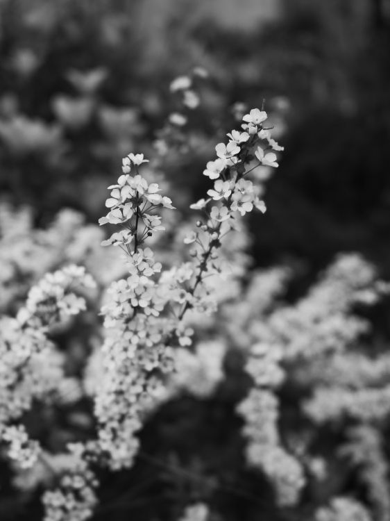Обои весна, цветок, черный и белый, белые, монохромный в разрешении 3302x4403