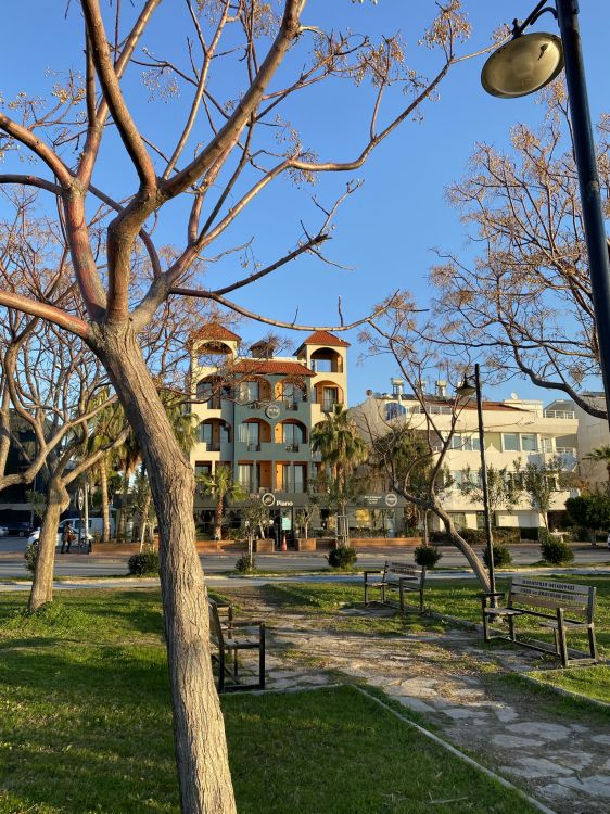 Обои дерево, растение, здание, дневное время, свойство в разрешении 1536x2048