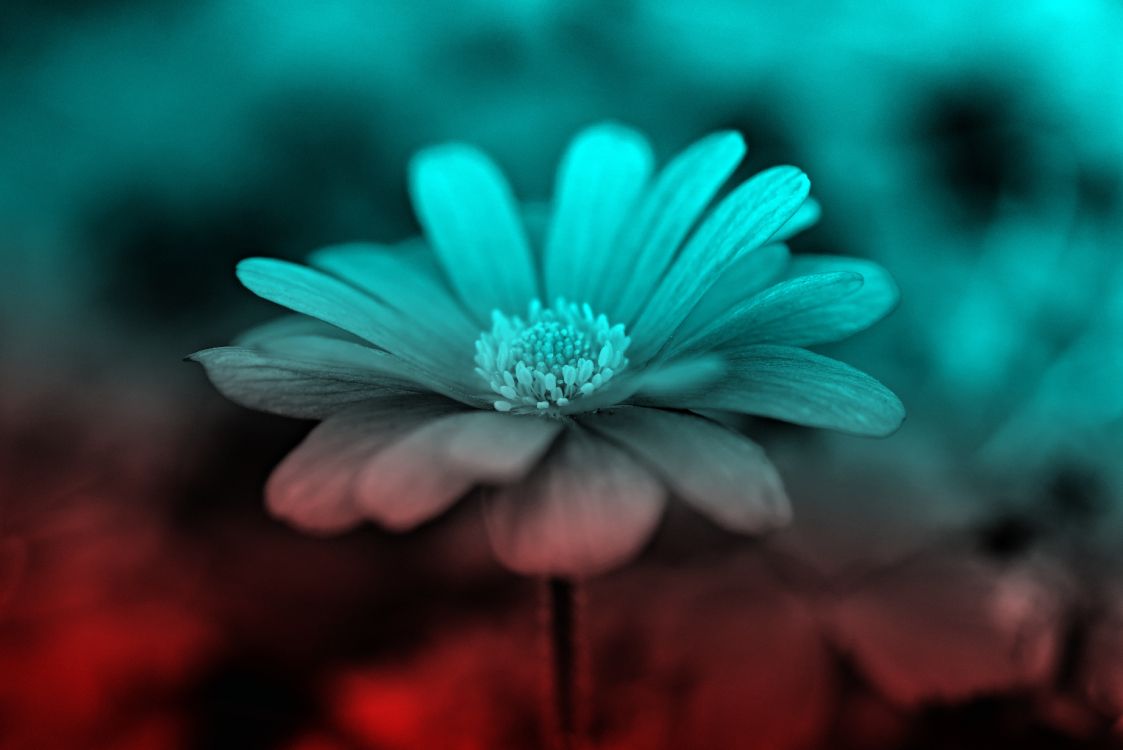 Обои цветок, синий, природа, лепесток, зеленый в разрешении 4900x3271