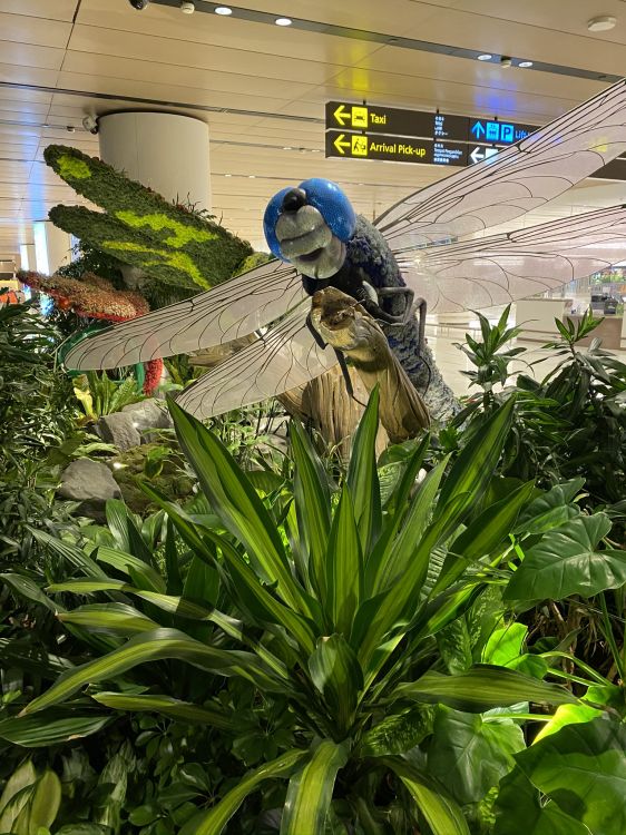 Обои дерево, лист, мажорель синий, рассада, биология в разрешении 1536x2048