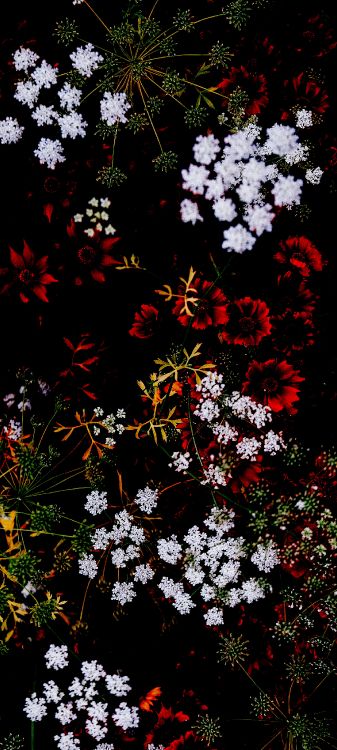 Обои цветок, растение, ботаники, ветвь, растительность в разрешении 1440x3200