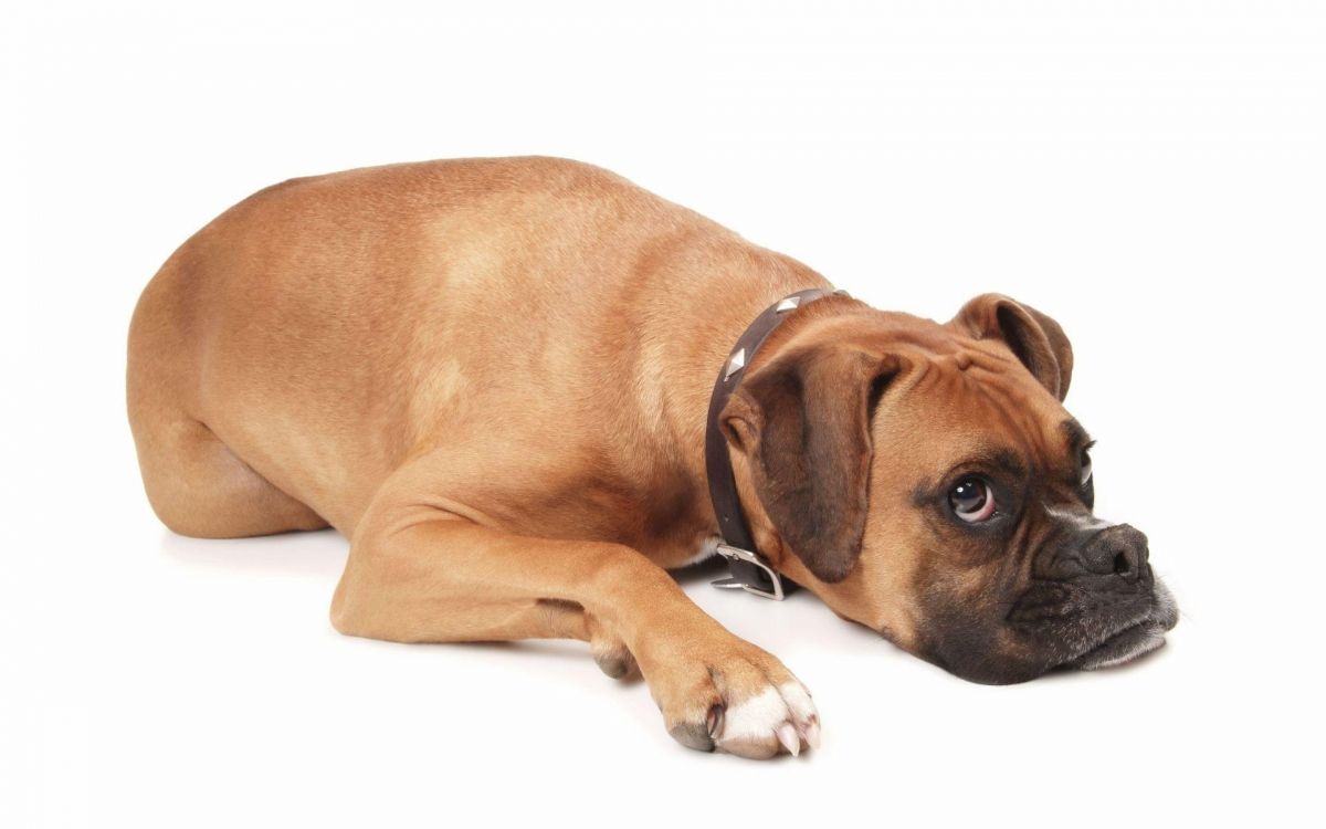 Обои боксер, щенок, собака породы, морда, собака компаньон в разрешении 1920x1200