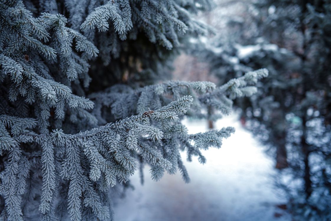 Обои снег, зима, мороз, замораживание, дерево в разрешении 6016x4016