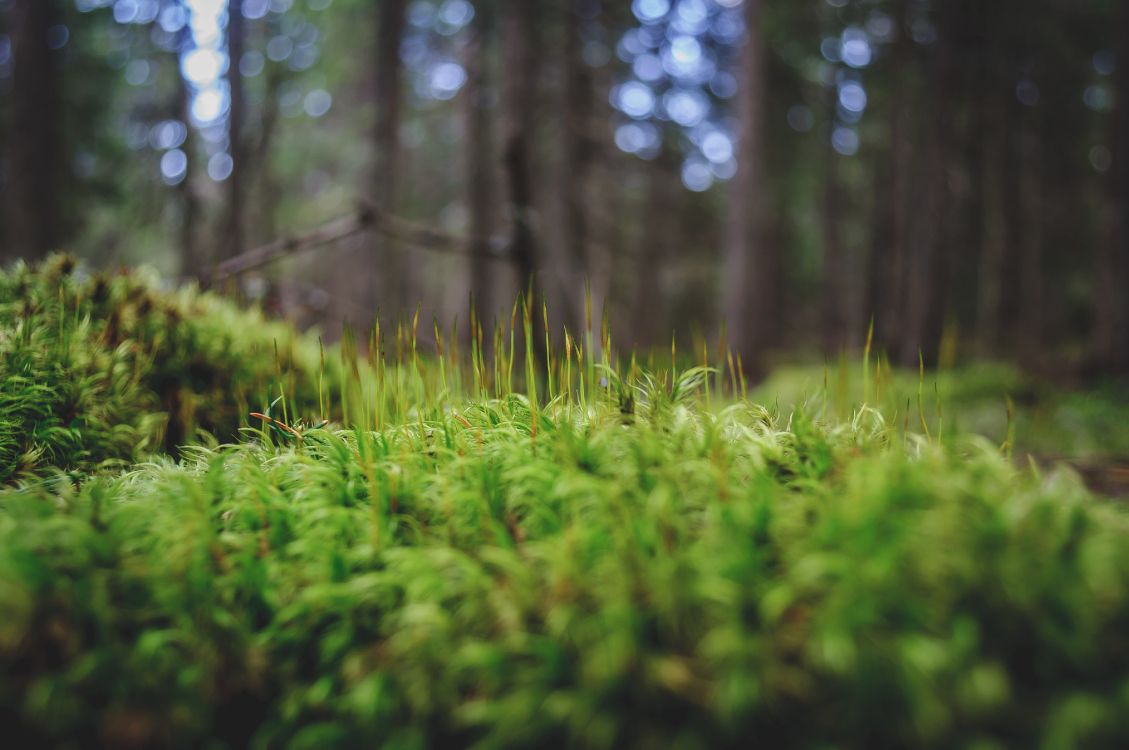 Обои природа, зеленый, природный ландшафт, растительность, лес в разрешении 4288x2848