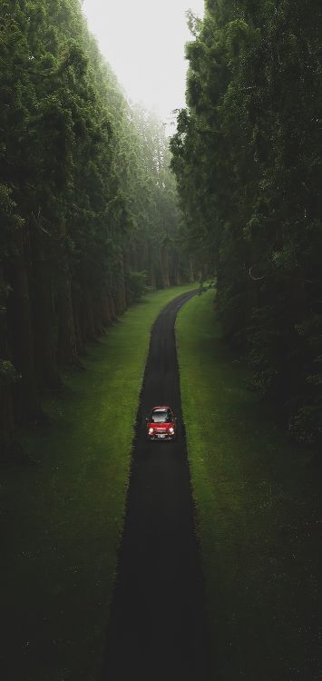 Обои природа, растение, дорожное покрытие, вода, асфальт в разрешении 1421x3000