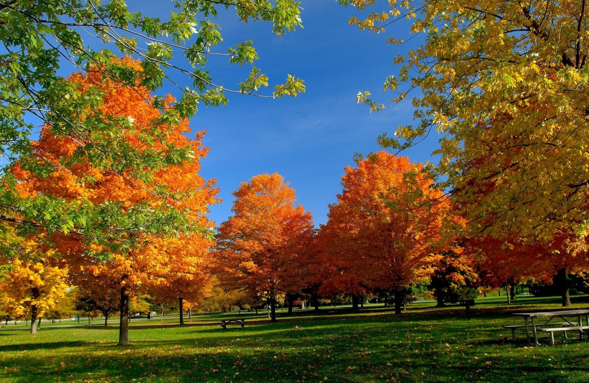 Обои дерево, осень, лист, природа, листопадные в разрешении 2560x1661