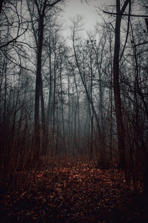 Обои лес, дерево, лесистая местность, природный ландшафт, природа в разрешении 4016x6016