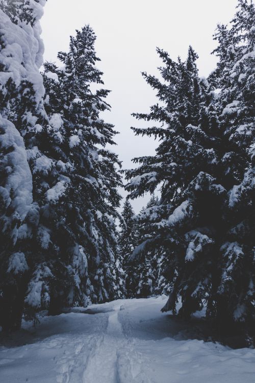 Обои снег, зима, дерево, замораживание, древесные растения в разрешении 3648x5472