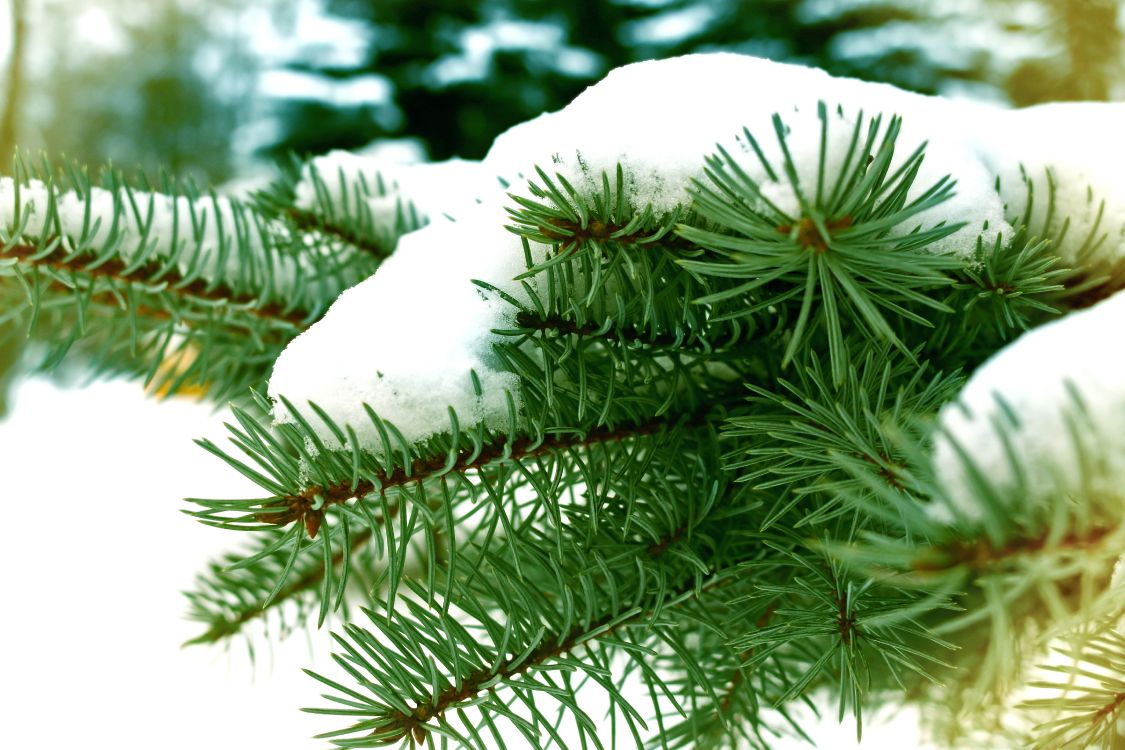 Обои снег, зима, ветвь, дерево, ель в разрешении 5472x3648