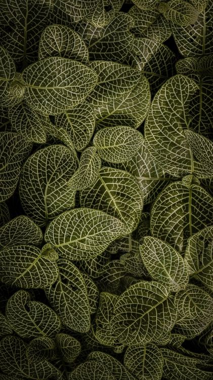 Обои лист, живопись, цветок, дерево, наземное растение в разрешении 720x1280