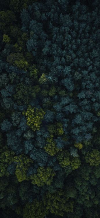 Обои растительность, биом, растение, почвопокровная, листовой овощ в разрешении 1080x2340