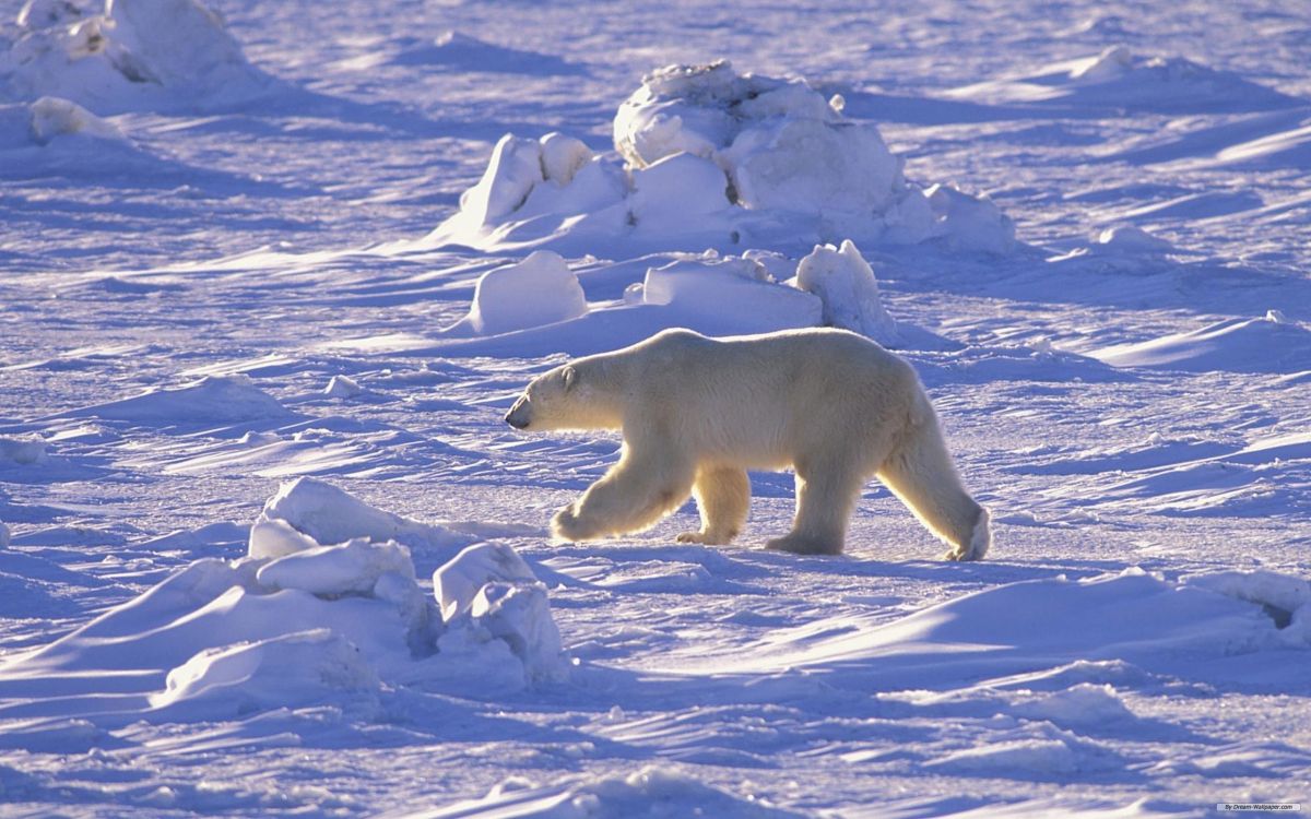 Обои белый медведь, Арктика, медведь, лед, полярные льды в разрешении 2560x1600