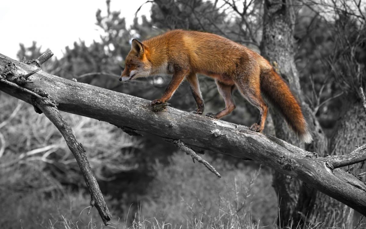Обои рыжая лисица, живая природа, дерево, хвост, песец в разрешении 1920x1200