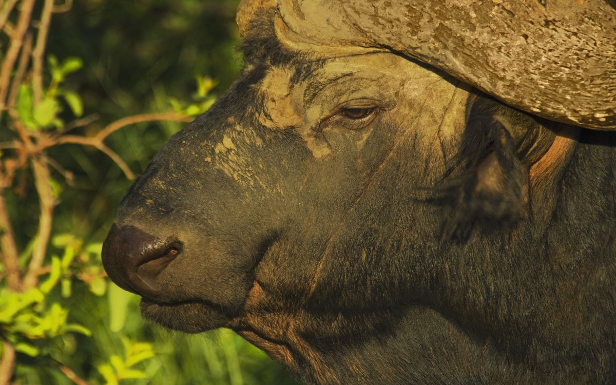 Обои африканский буйвол, водяного буйвола, американский Бизон, живая природа, наземные животные в разрешении 2560x1600