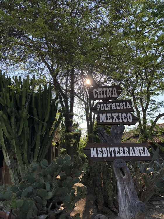 Обои дерево, ветвь, наземное растение, кактус, caryophyllales в разрешении 1536x2048