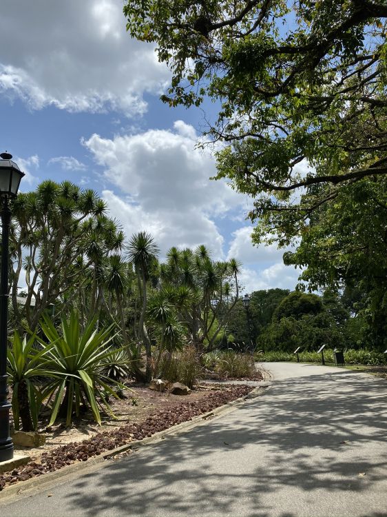 Обои пальмовые рощи, Ботанический сад, лист, растение, дерево в разрешении 1536x2048