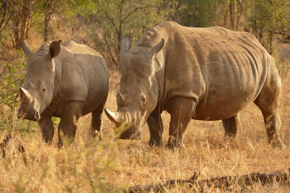 Обои сафари, живая природа, носорог, наземные животные, белый носорог в разрешении 1920x1280