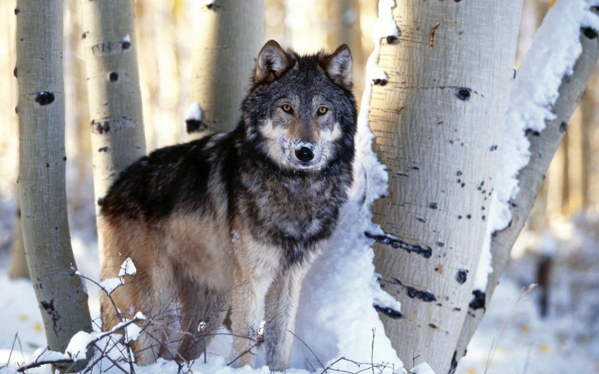 Обои живая природа, волкодав, волчья собака, деревья, фауна в разрешении 2560x1600