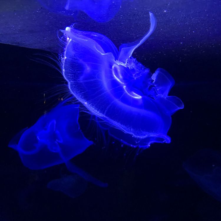 Обои Медуза, морская биология, морские беспозвоночные, синий, электрик в разрешении 1772x1772
