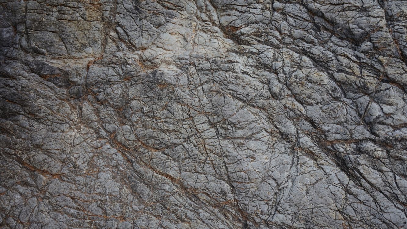 Обои рок, дерево, ветвь, геология, лес в разрешении 2560x1440