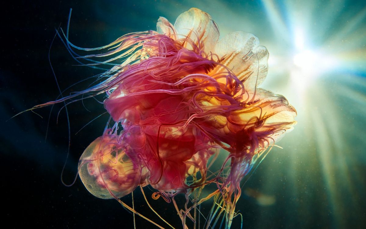 Обои lenovo thinkpad x1 йога 4-го поколения, lenovo thinkpad x1 йога 2019, Lenovo, Lenovo Йога, wqhd в разрешении 1920x1200