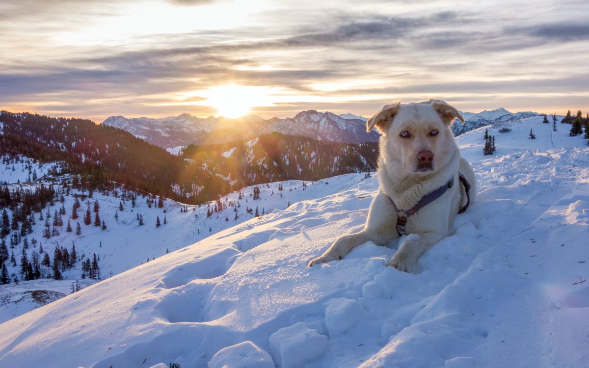 Обои снег, собака породы, замораживание, собака, горы в разрешении 2880x1800